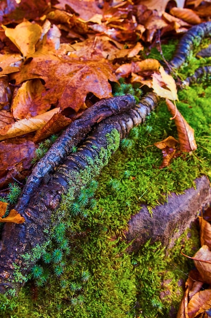 Autumn Leaves MossCovered Log Forest Floor Detail