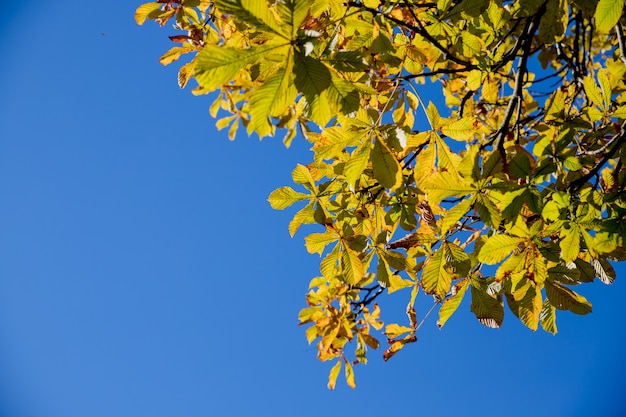 autumn leaves in the natural environment on blue sky