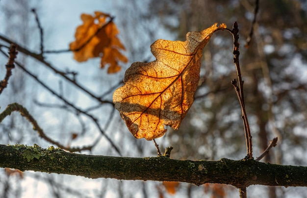 Autumn leaves. Nature painted the forest with autumn colors. Oak leaves glow beautifully in the sun