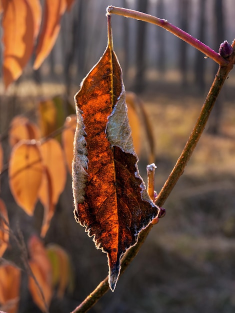 Autumn leaves. Nature painted the forest with autumn colors