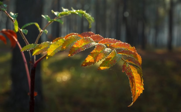 Autumn leaves. Nature painted the forest with autumn colors