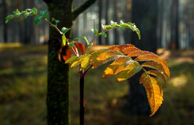 Autumn leaves. Nature painted the forest with autumn colors