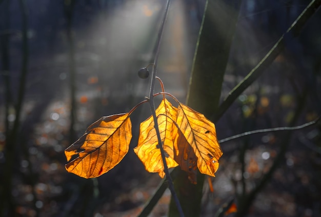 Autumn leaves. Nature painted the forest with autumn colors