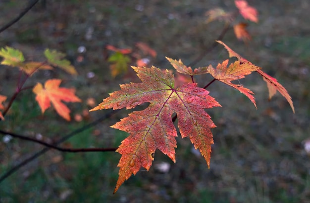 Autumn leaves. Nature painted the forest with autumn colors