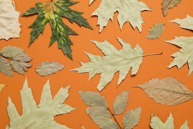 Autumn leaves on orange background top view