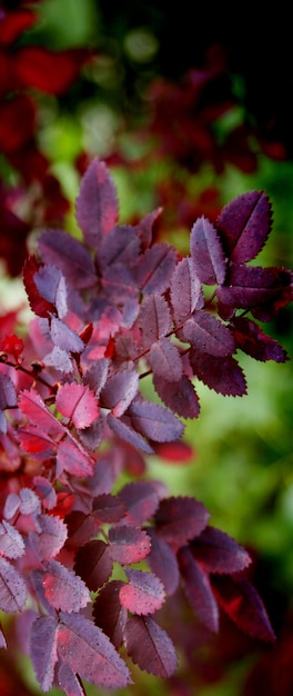 Autumn leaves in the Park