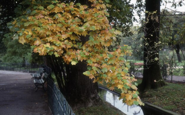 Autumn leaves in the park