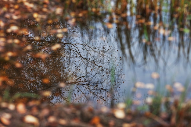 Autumn leaves in puddle of water.  Reflection of the autumn sky and trees in a forest puddle among the leaves.