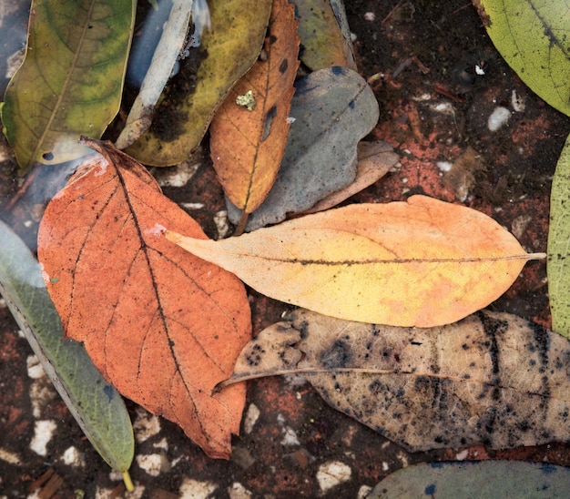 Autumn leaves at the puddle