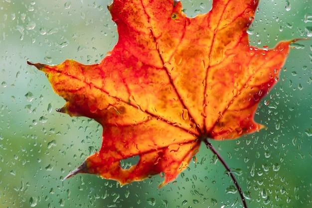 Autumn leaves over rainy window orange maple leaves and wet glass with rainy drops texture fall season background symbol of autumn