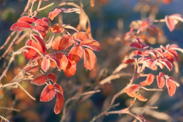 Autumn leaves and rose hips in frost crystals on sunny morning