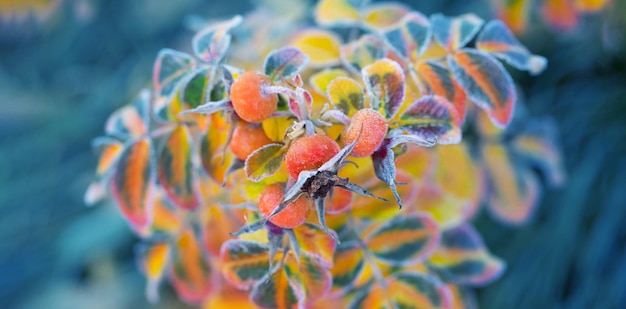 autumn leaves and rose hips in frost crystals on sunny morning