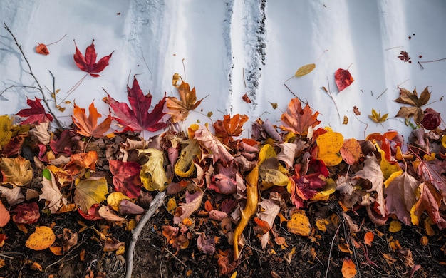 Photo autumn leaves scattered on the ground transitioning from a dark soil area to a white snow surface