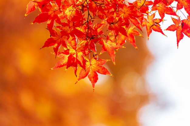 Autumn leaves in seoul, korea