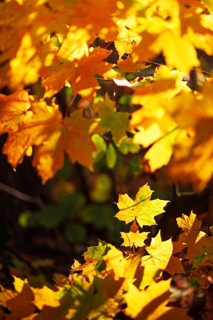 Autumn leaves on sunny background