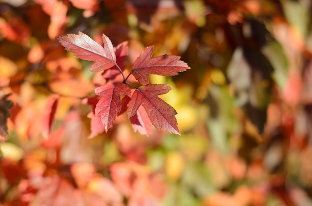 autumn leaves on a sunny day