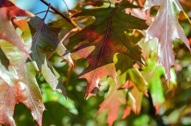 autumn leaves on a sunny day