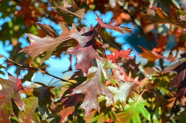 autumn leaves on a sunny day