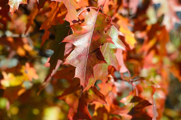 autumn leaves on a sunny day