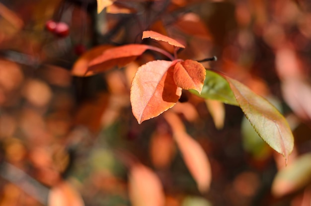 autumn leaves on a sunny day