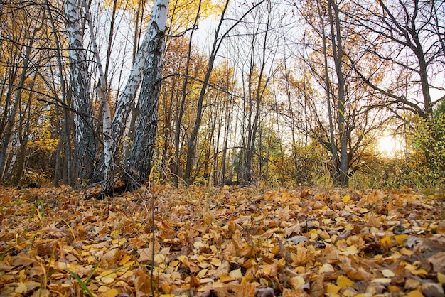 Autumn leaves at sunset in the forest