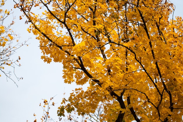 Autumn leaves on tree branch with blue sky background