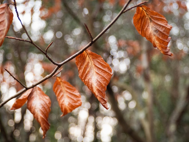 Autumn leaves on tree branch with blurred background of bright spots of light