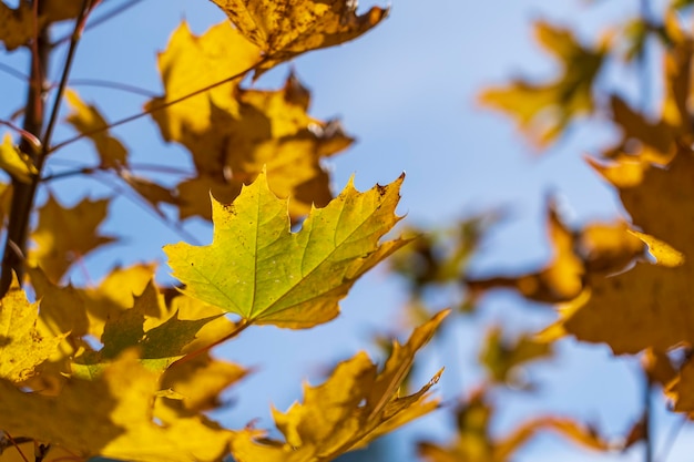 Autumn leaves of tree Fall natural background of yellow orange green foliage Scenic nature backdrop of autumn leaves Multicolor autumn leafage tree Colorful variegated foliage in sunlight