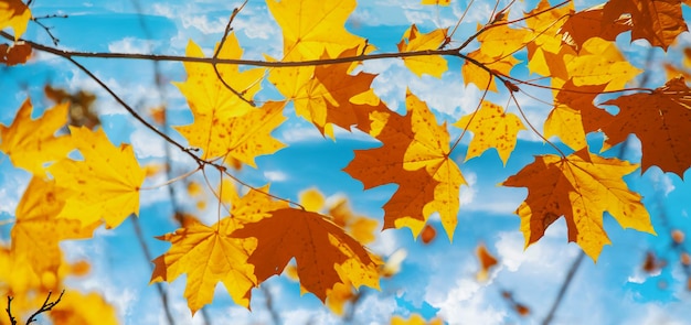 Autumn leaves on a tree Selective focus