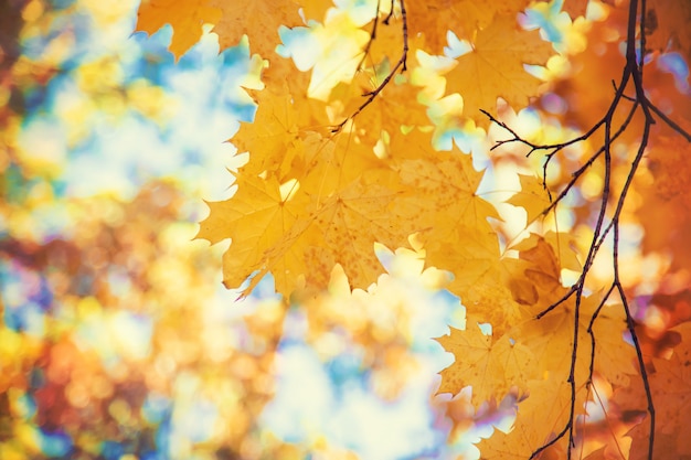 Autumn leaves on a tree. Selective focus.