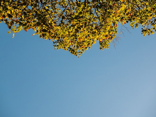 Autumn leaves of trees against a bright blue sky, looking up from the bottom.