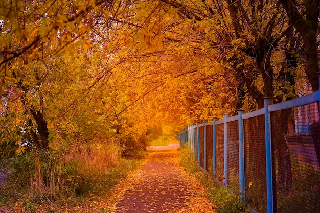 Autumn leaves trees