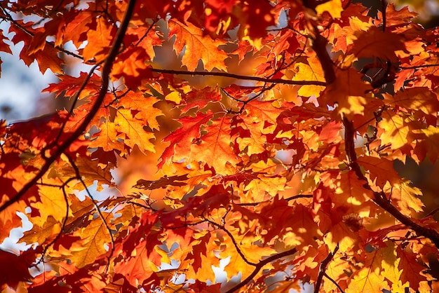 autumn leaves, very shallow focus