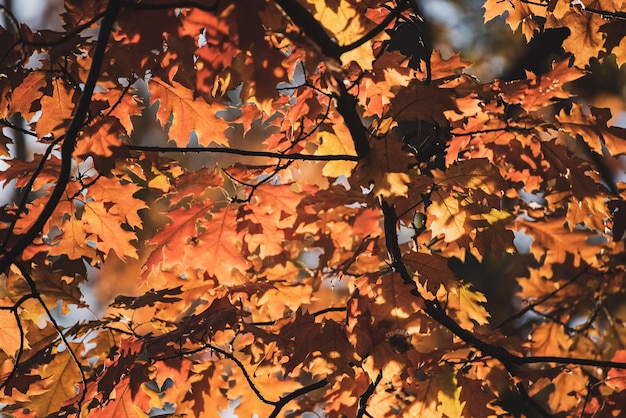 Autumn leaves very shallow focus