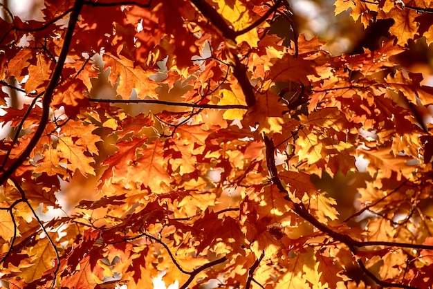 Autumn leaves very shallow focus