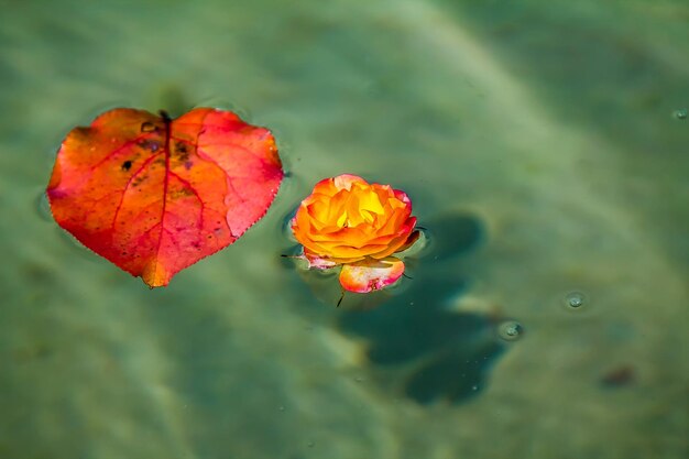 Autumn leaves on the water