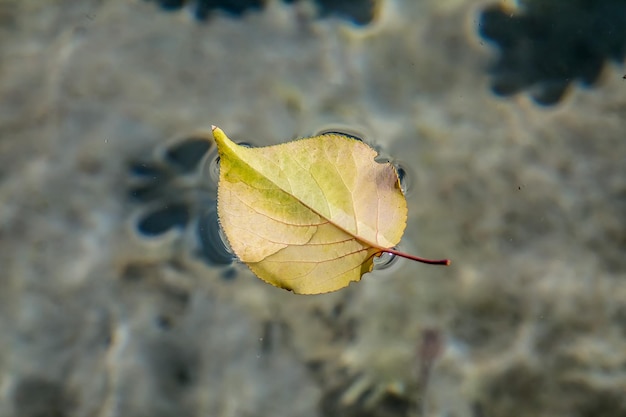 Autumn leaves on the water