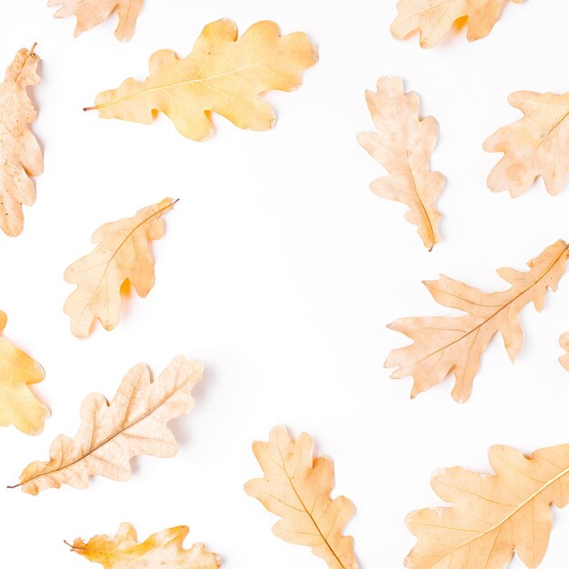 Autumn  leaves on white background. Flat lay, top view, copy space