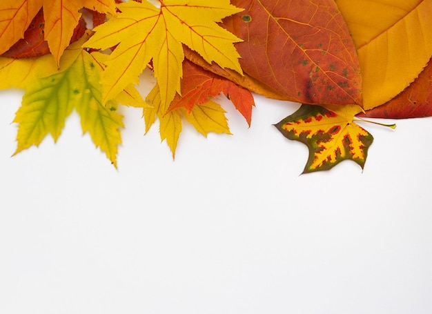 Autumn Leaves On White Background