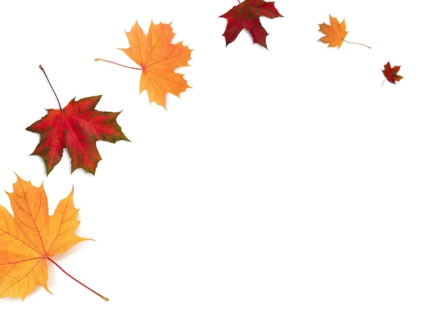 Autumn leaves on white background