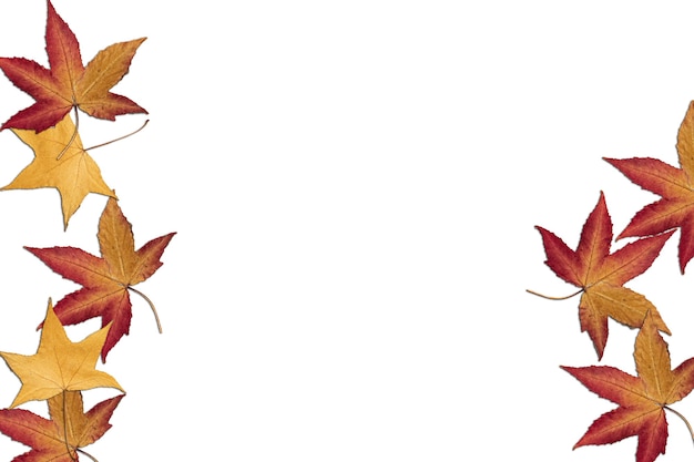 Autumn leaves on white background