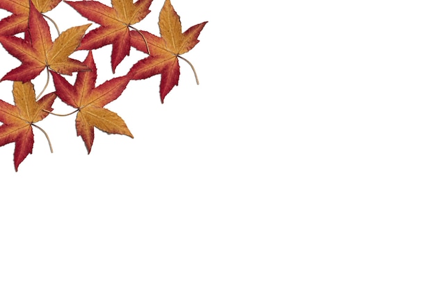 Autumn leaves on white background