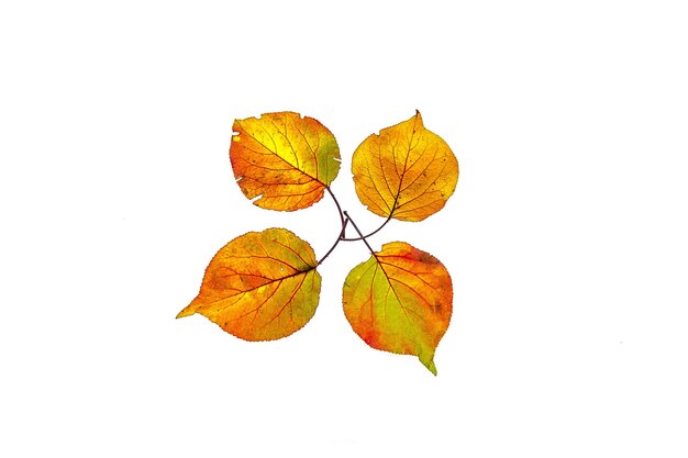 Autumn leaves on a white background