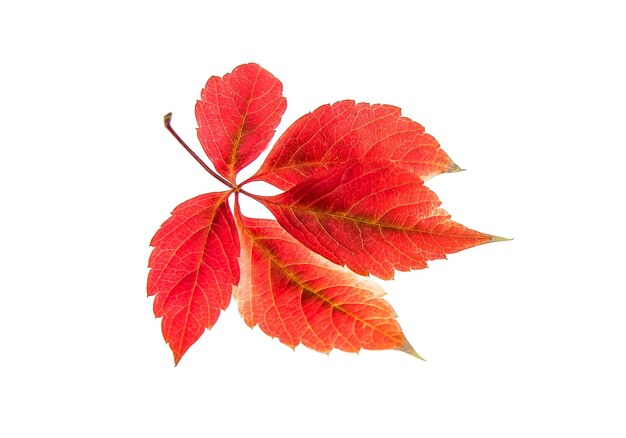 Autumn leaves on a white background