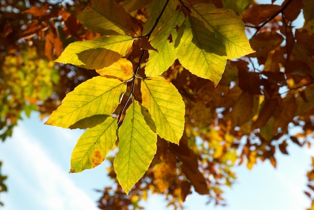 Autumn leaves with the blue sky background