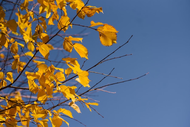 Autumn leaves with the blue sky, Yellow bright colorful leaves and branches