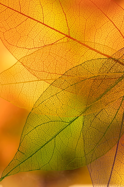 Autumn leaves with yellow and orange