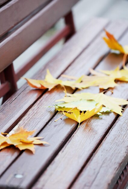 Autumn leaves on wooden bench at park