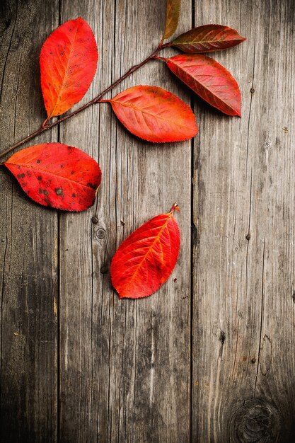 Autumn leaves on wooden table