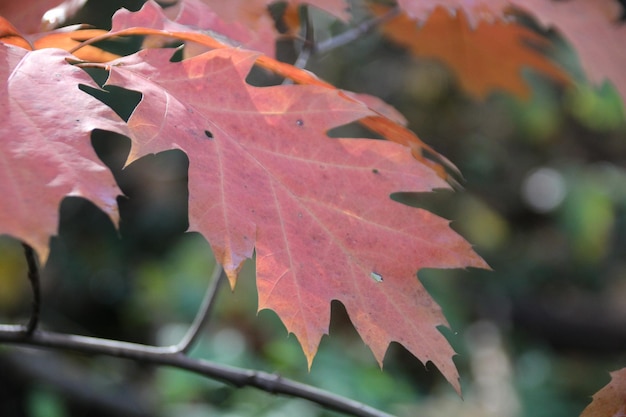 Autumn leaves